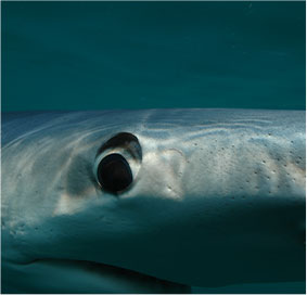 threatened-species-pic-01