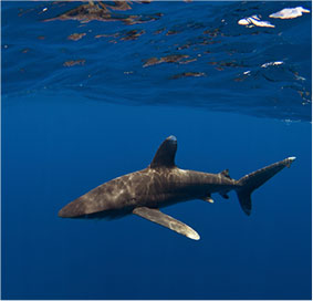 threatened-species-pic-03